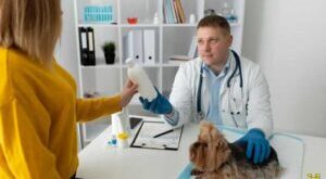 Animal Health Insurance A Comprehensive Guide