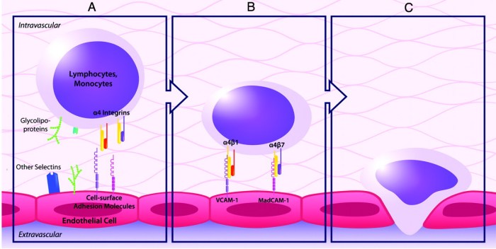 Natalizumab