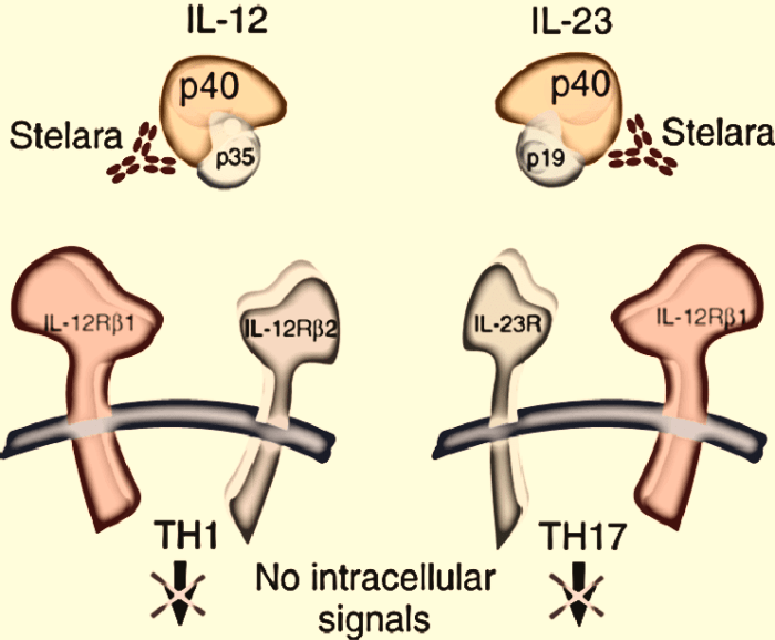 Ustekinumab stelara