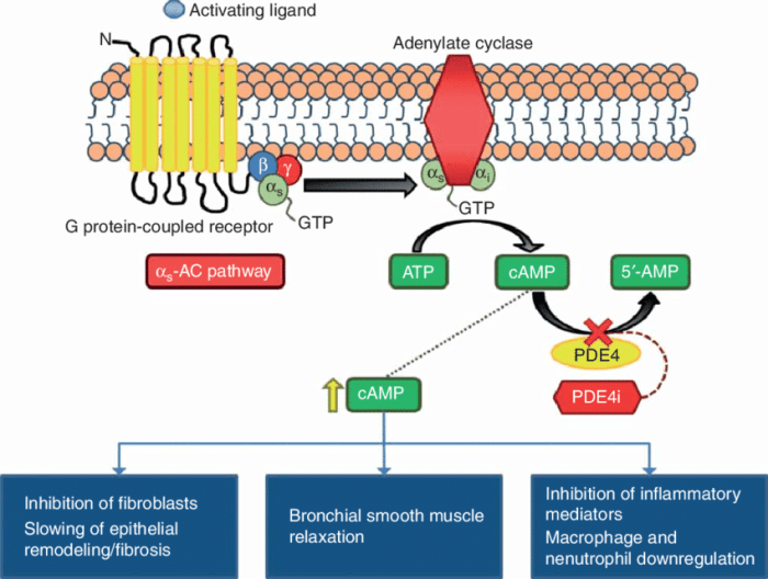 Phosphodiesterase inhibitors