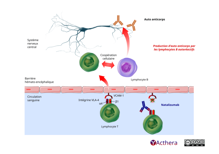 Natalizumab