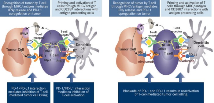 Nivolumab checkpoint first melanoma inhibitors class opdivo pd inhibitor receptor programmed target death