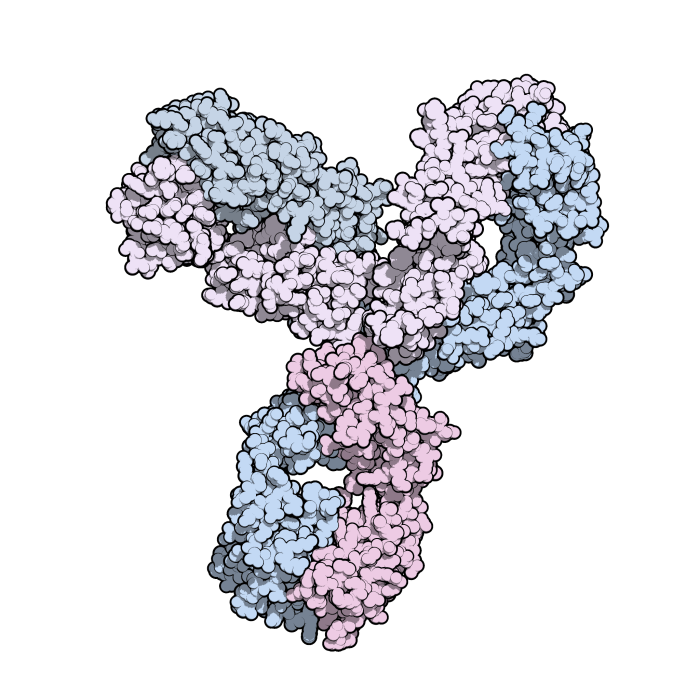 Pembrolizumab receptor immunotherapy binds l1 pd1 binding prevents expressed biding