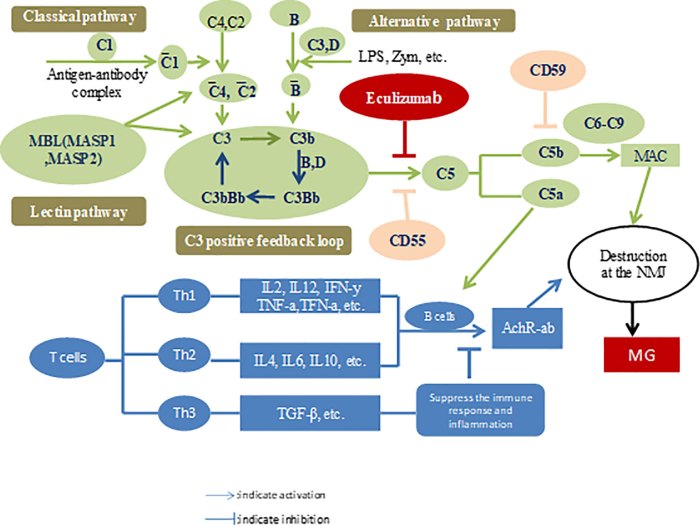 Eculizumab